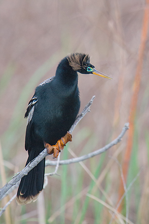 Anhinga Anhinga