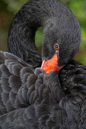 Black Swan (captive) Black Swan (captive)