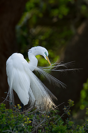 Great Egret Great Egret
