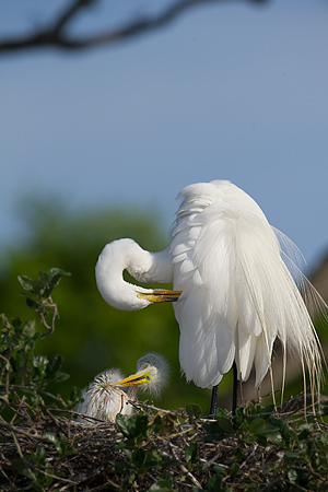 Great Egret Great Egret