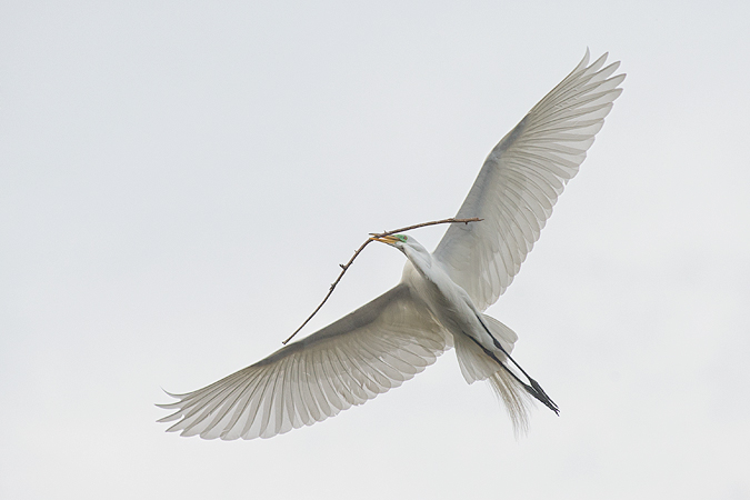 Great Egret Great Egret