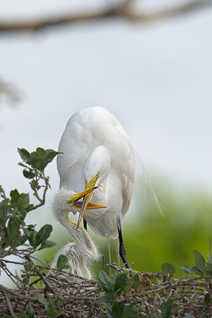 Great Egret Great Egret