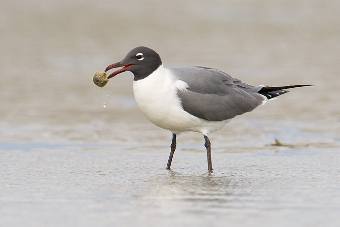 Laughing Gull Laughing Gull