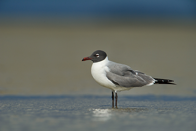 Laughing Gull Laughing Gull