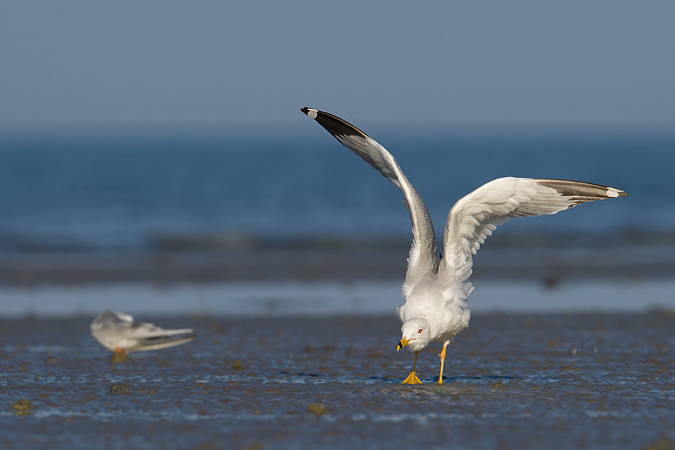 Ring-billed Gull