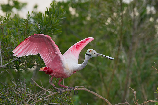 Roseate Spoonbill Roseate Spoonbill