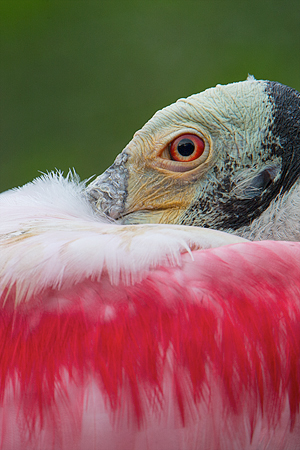 Roseate Spoonbill Roseate Spoonbill