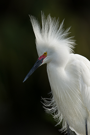 Snowy Egret Snowy Egret