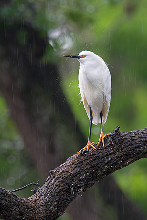 Snowy Egret Snowy Egret