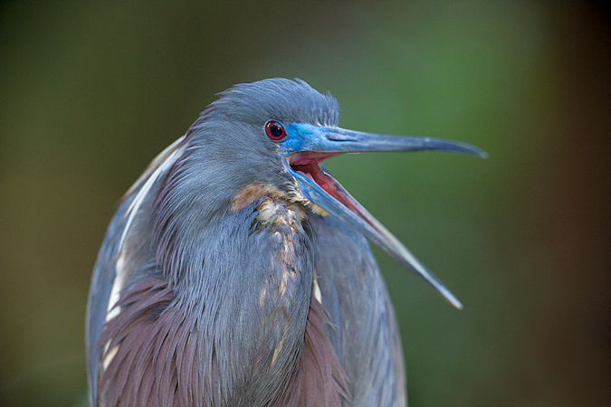 Tricolored Heron Tricolored Heron