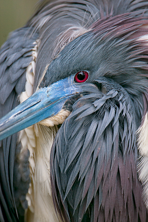 Tricolored Heron Tricolored Heron