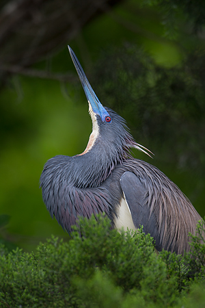 Tricolored Heron Tricolored Heron