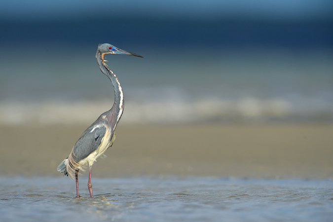 Tricolored Heron Tricolored Heron
