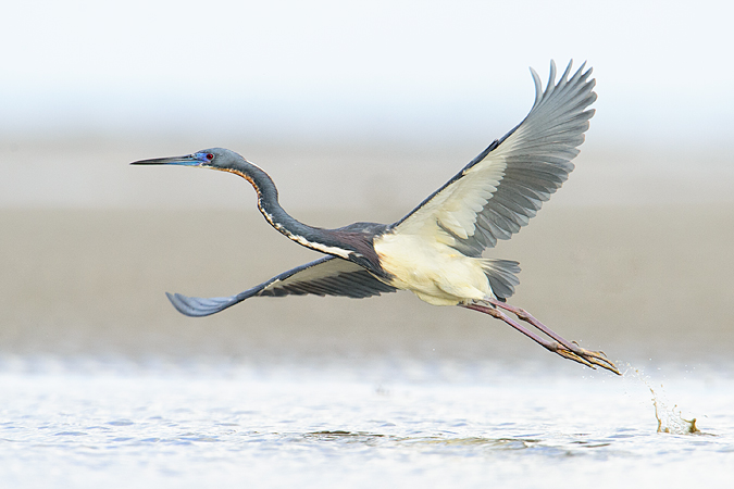 Tricolored Heron Tricolored Heron