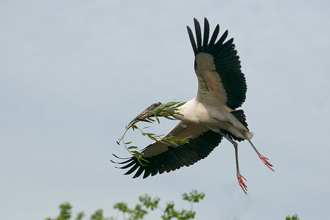 Wood Stork Wood Stork