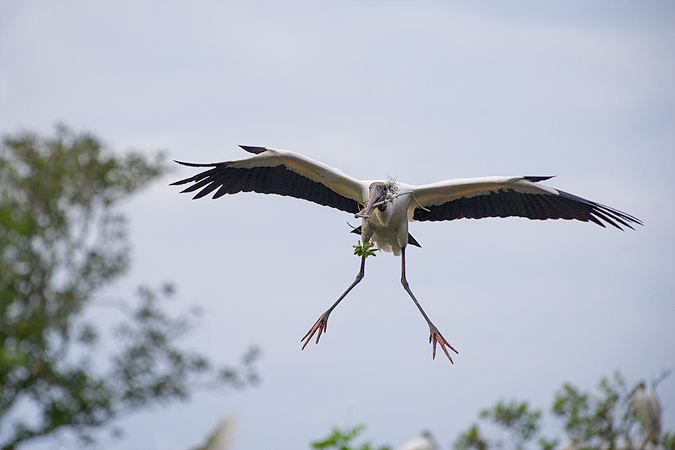 Wood Stork Wood Stork