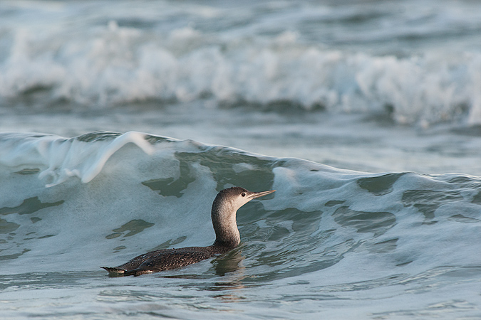 Red-throated Loon