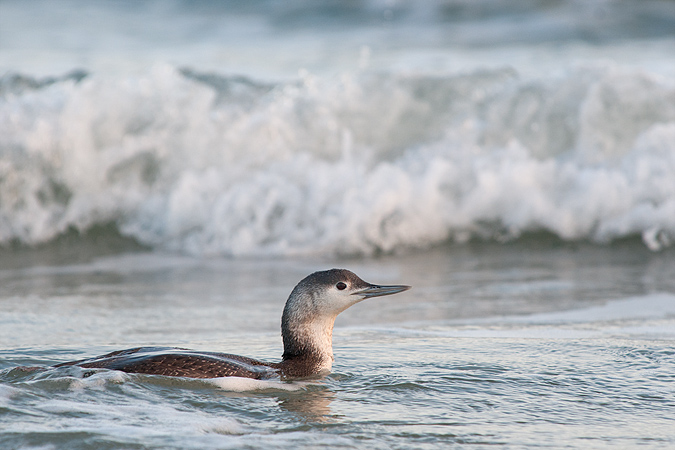 Red-throated Loon