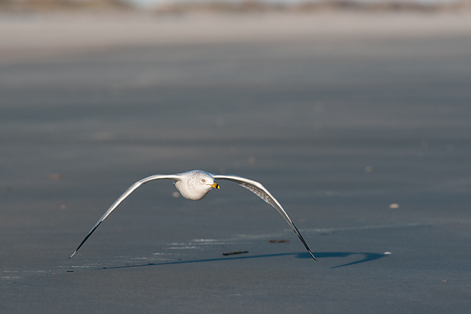 Ring-billed Gull