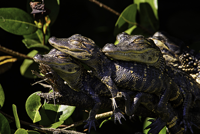 Alligator Buddies