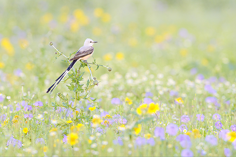 Amidst the Wildflowers