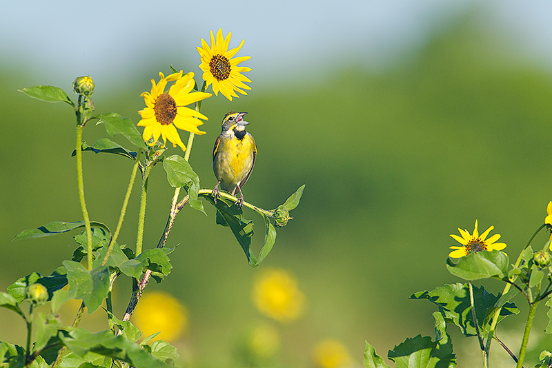 Dickcissel in Sunflowers