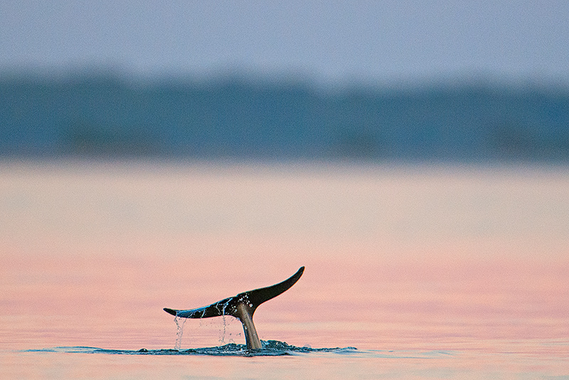Dolphin