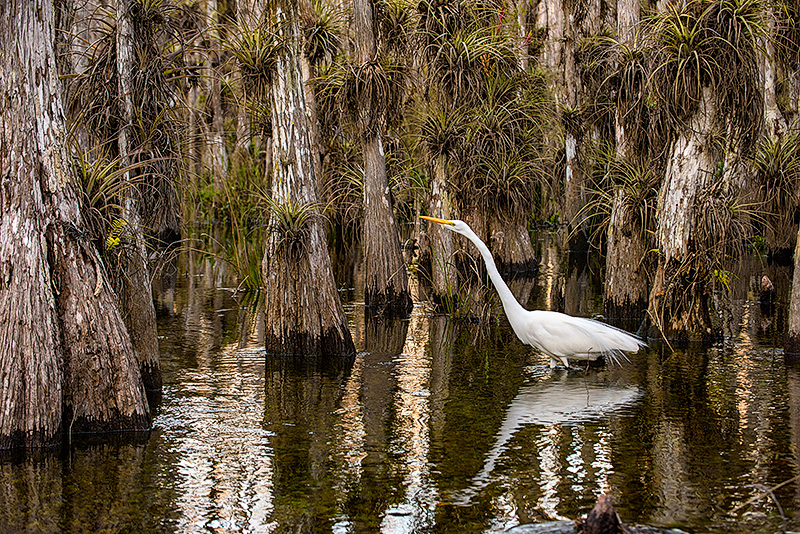 Egret in Swamp