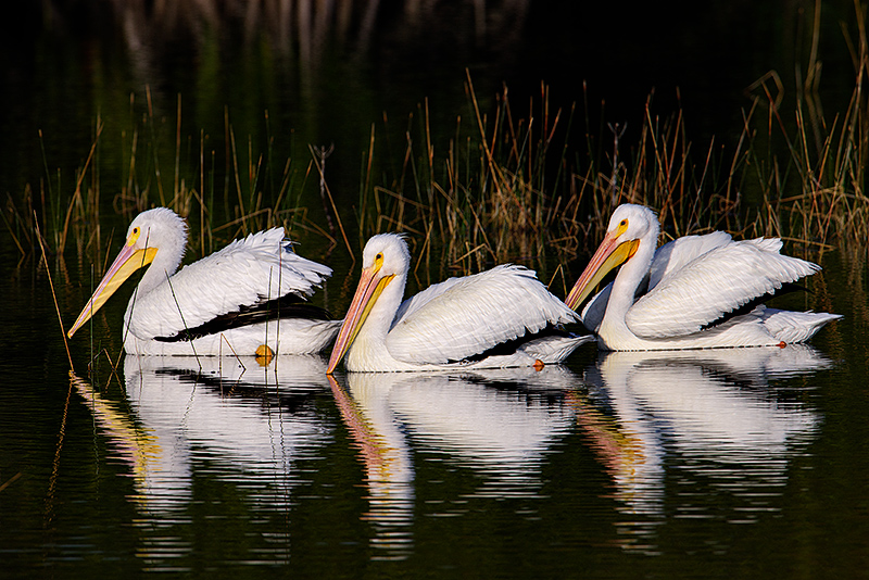 Pelican Trio