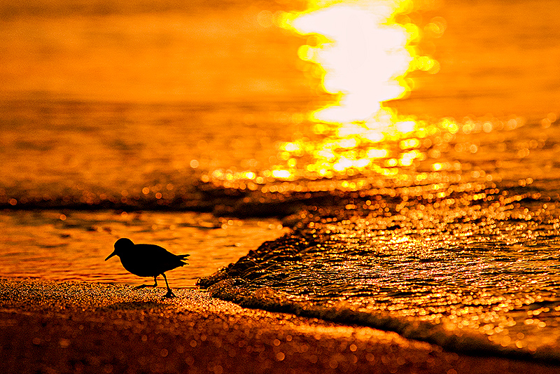 Running from the Wave
