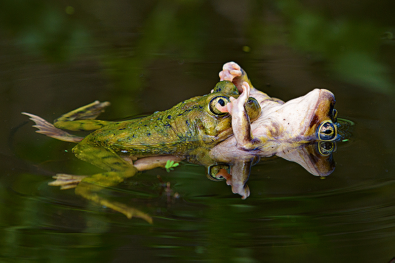 The Embrace
