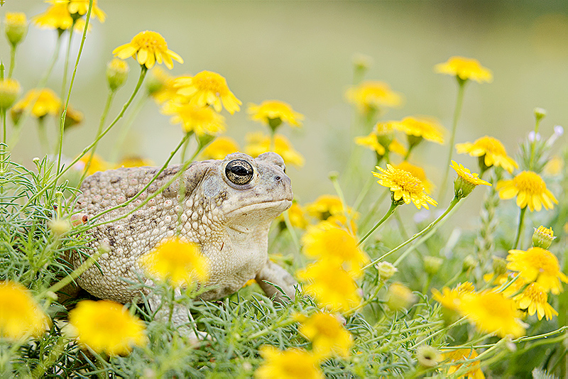 The Prince in the Flowers