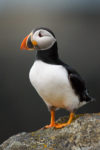 Atlantic Puffin