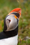 Atlantic Puffin