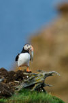 Atlantic Puffin with Capelin