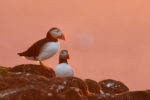 Atlantic Puffin