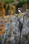 Atlantic Puffin