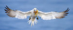 A Northern Gannet comes in for a landing with some seaweed