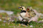 A Horned Lark chick begs to be fed