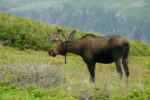 newfoundland108_dsc_2722