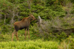 newfoundland110_dsc_1549