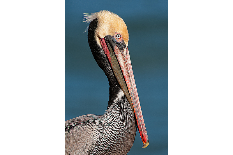 Proud Pelican
