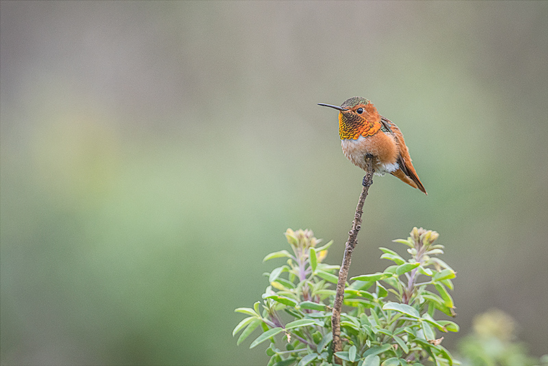 Resting Rufous