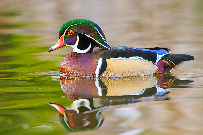 Wood Duck Drake