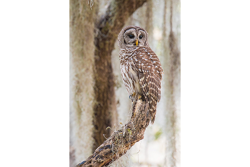 Barred Owl