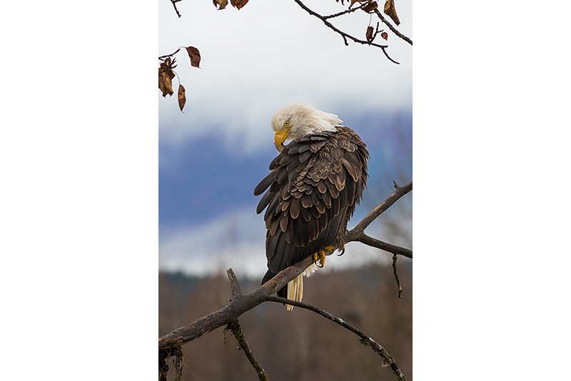 Ruffled Majesty