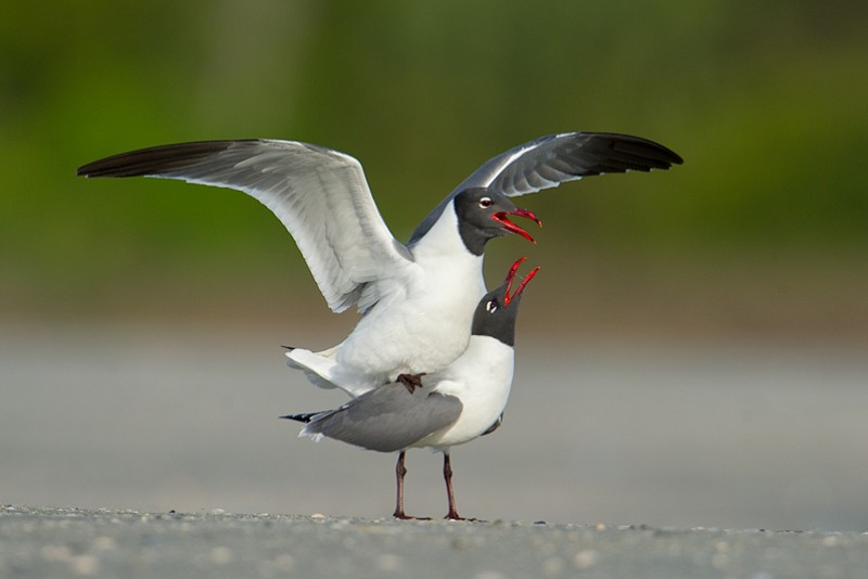 Bird Photography at Fish Haul Creek