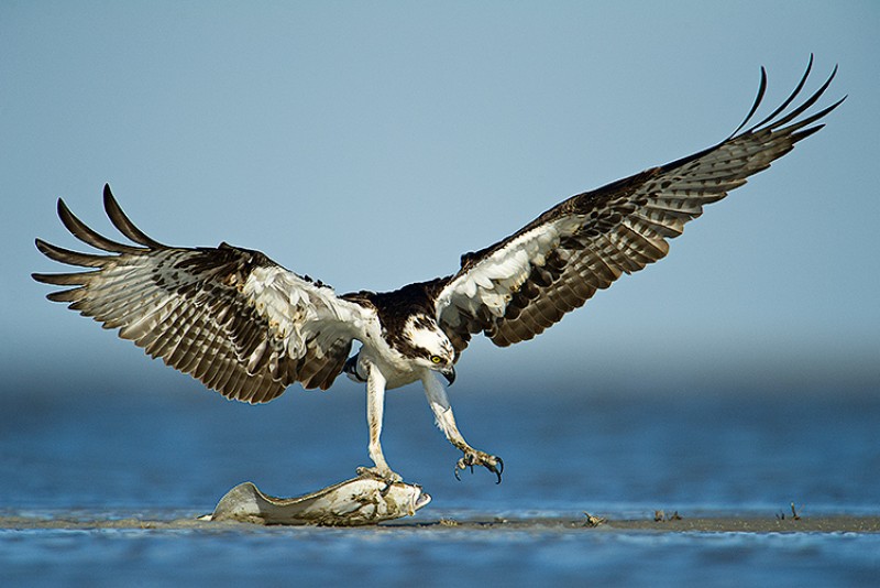 The Fisherman