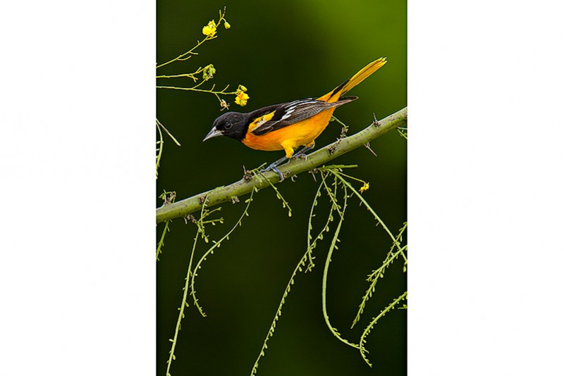 Baltimore Oriole