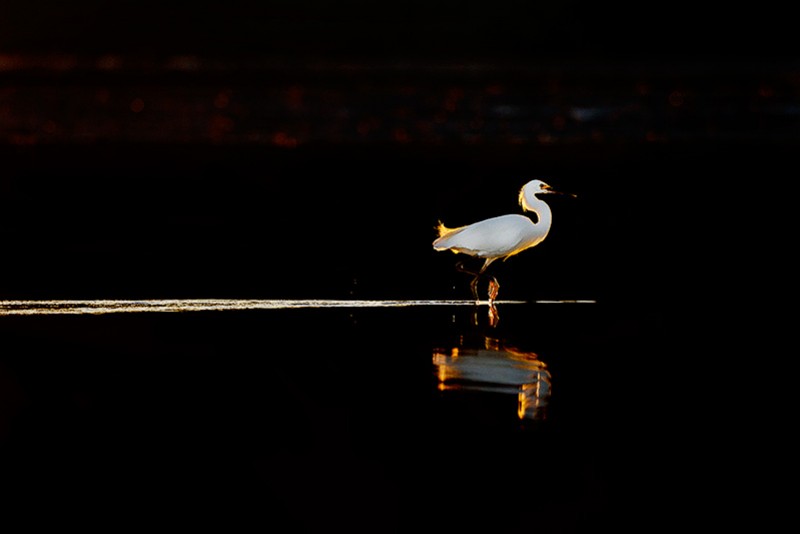 Evening Stroll